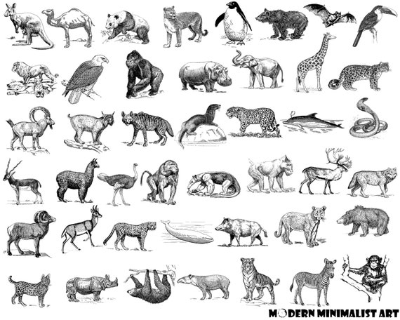 clip art exotic animals - photo #12