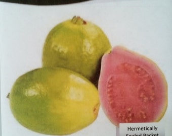 Red Tropical Guava Psidium guajava 25 seeds