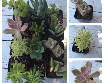 6 potted succulents succulent plant succulent collection plastic pots