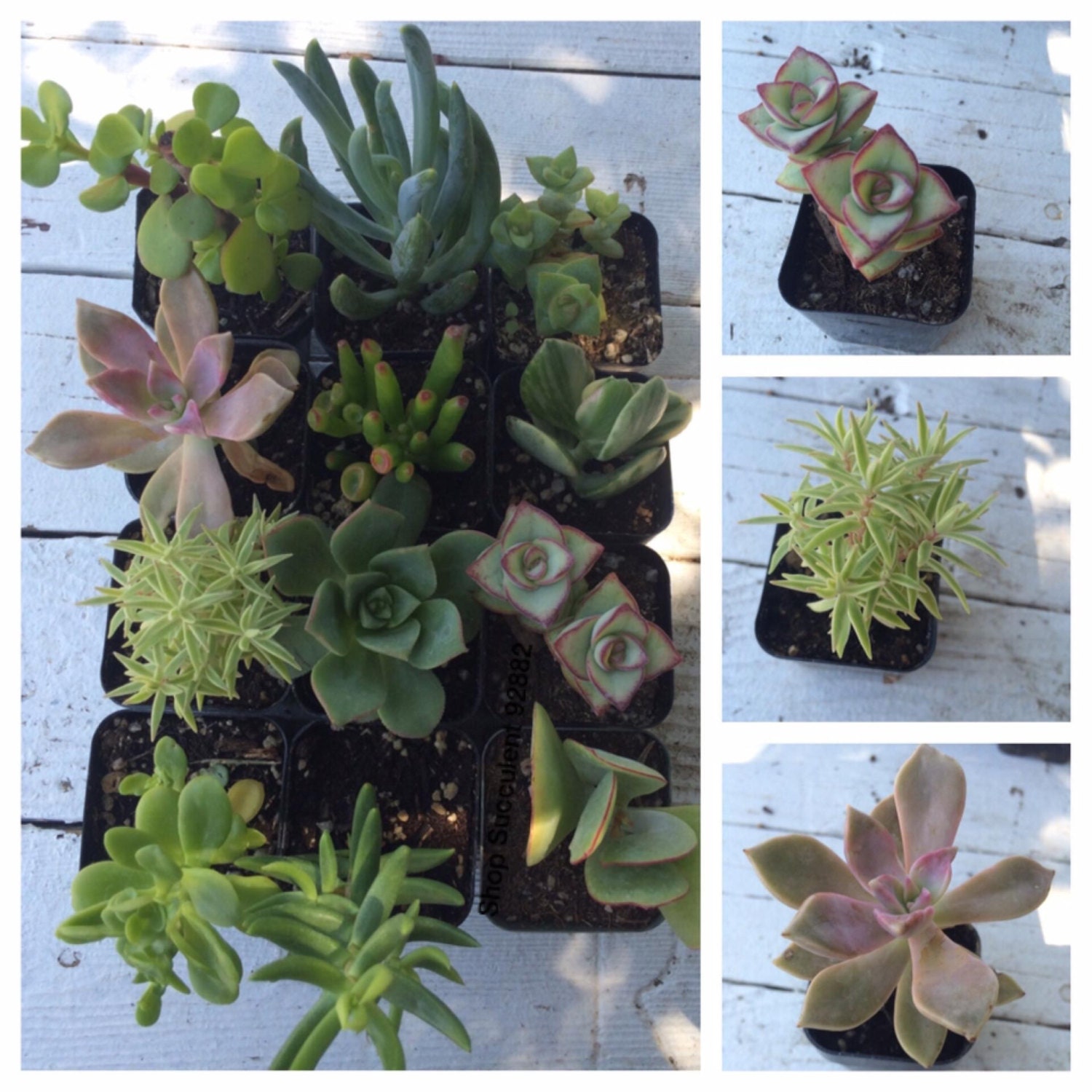 6 potted succulents succulent plant succulent collection