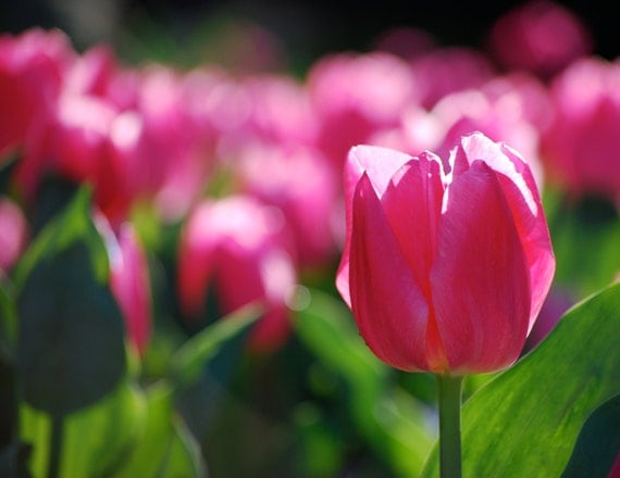 Fine Art Photography Pink Tulips Flower Floral Print