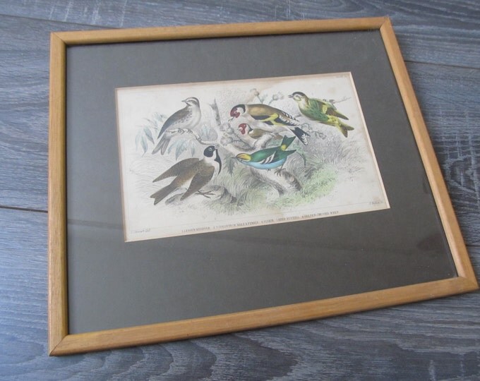 Antique lithograph bird print, framed ornithology image, birds: Lesser redpole, Goldfinch, siskin, reed bunting, wren