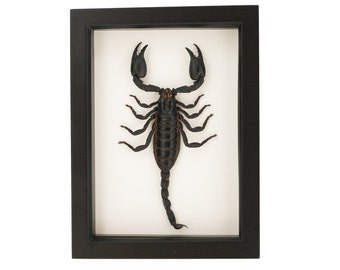 Real Framed Scorpion Museum Display