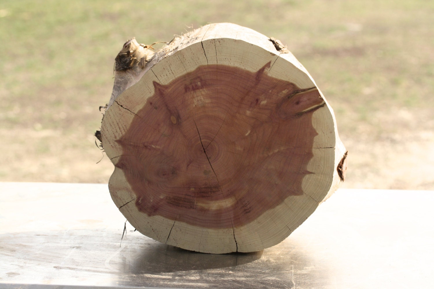 Cedar Wood Stump Chunk Reclaimed Texas Red Cedar