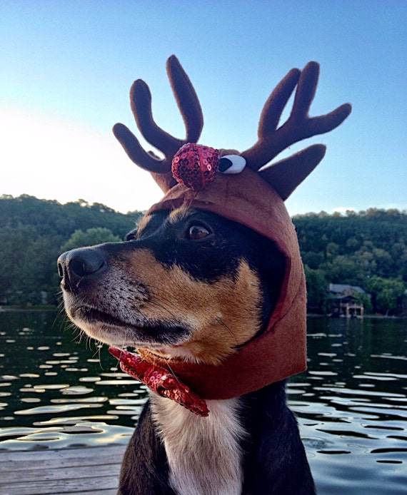 dog reindeer hat