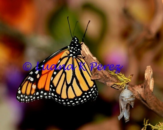 Monarch Butterfly Birth