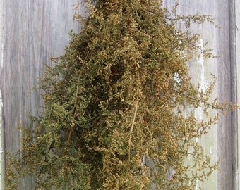 SWEET ANNIE - Fragrant PARTLY Preserved Sweet Annie Bunch - Primitive Decor