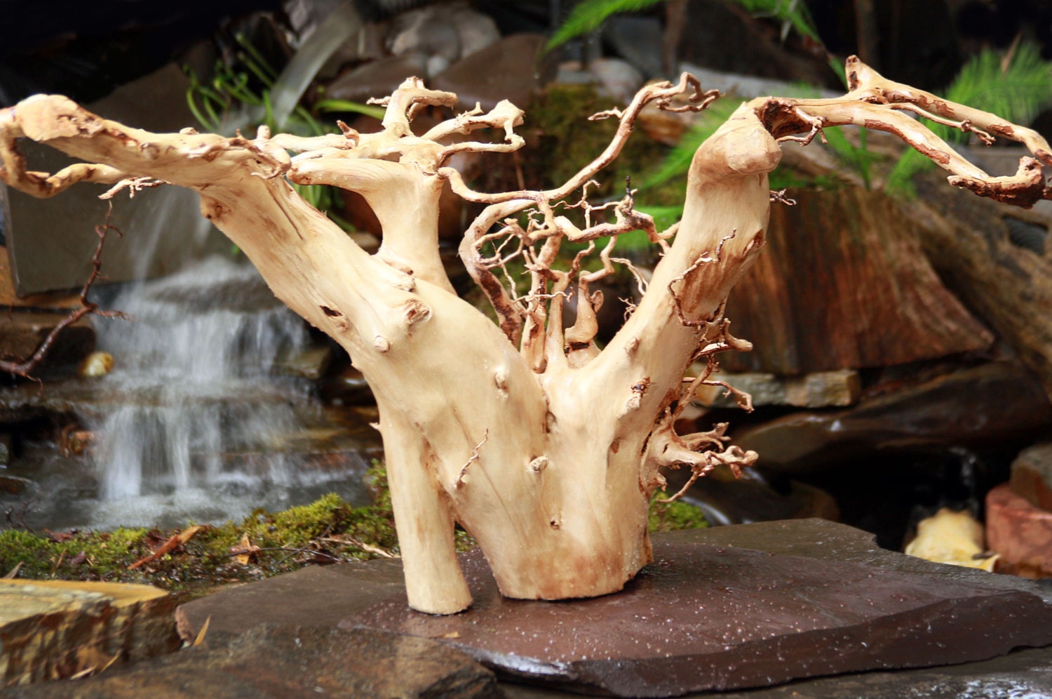 Amazing Large Tree Root Sculpture Natural Driftwood Jewelry