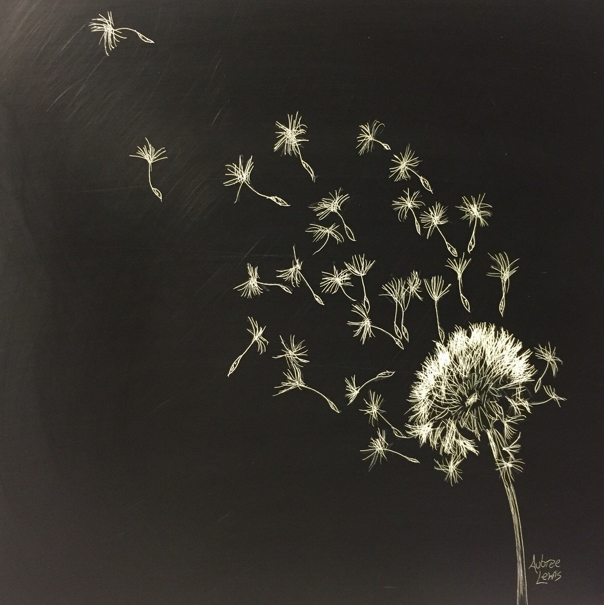 Dandelion dandelion art seeds scratchboard art 8x8 ORIGINAL