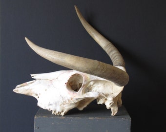 Steer Skull 