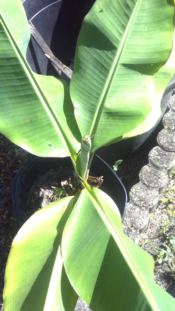 Organic Banana Tree Live Fruiting Edible 34 ft Tall Tree