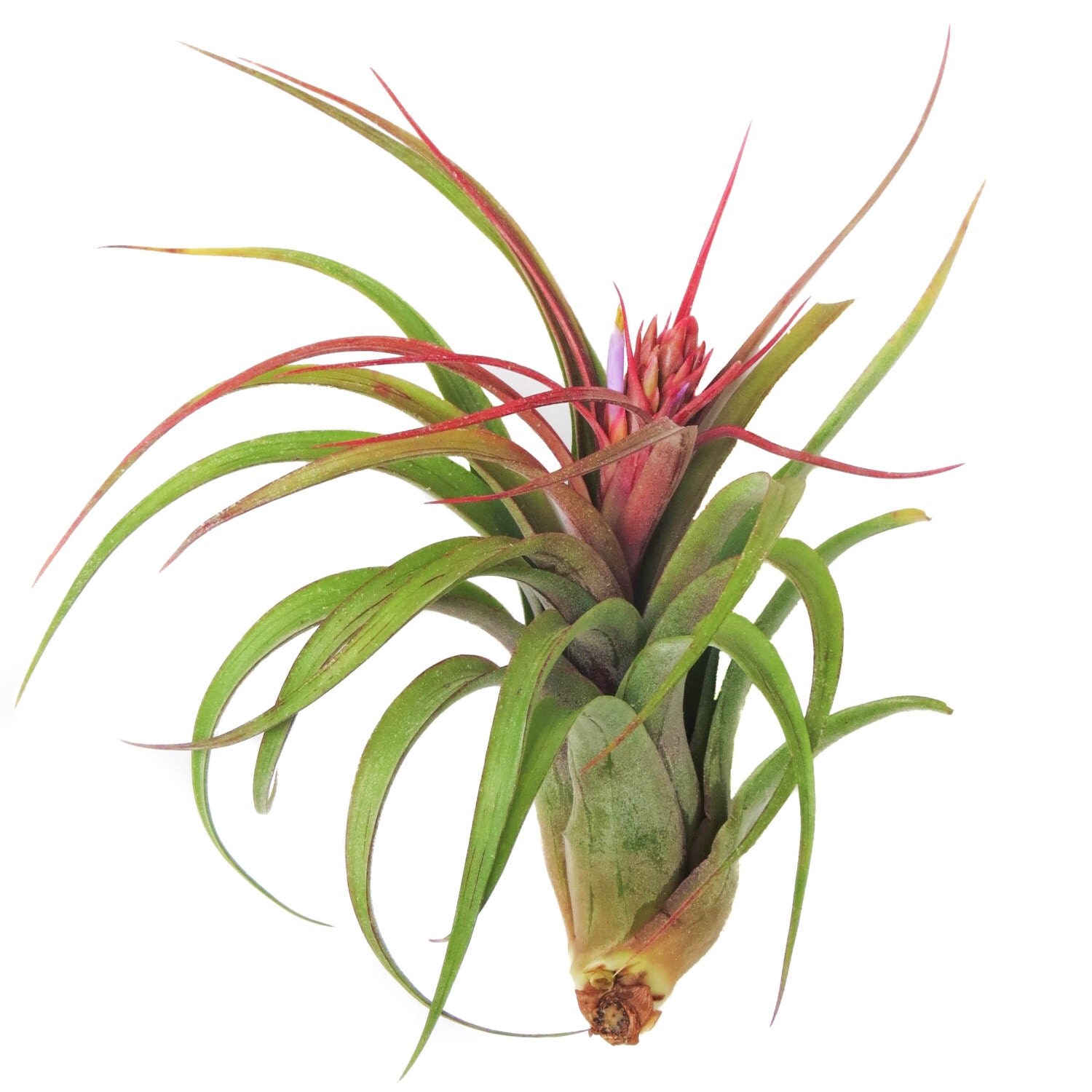 large air plants streptophylla air plants 30 day air plant large air plants streptophylla air plants 30 day air plant