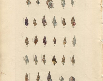 Antique Print.Original.Authentic.RARE. Sowerby.British Shells.Conchology.Hand Coloured.Color. Antique Book. Steel Engraving.Vintage 188
