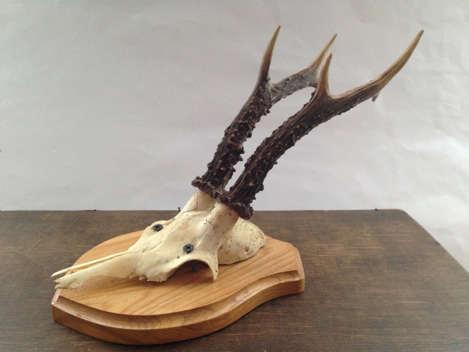 Roe Deer Antler on Wooden Plaque Antlers Wall hanging Woodland