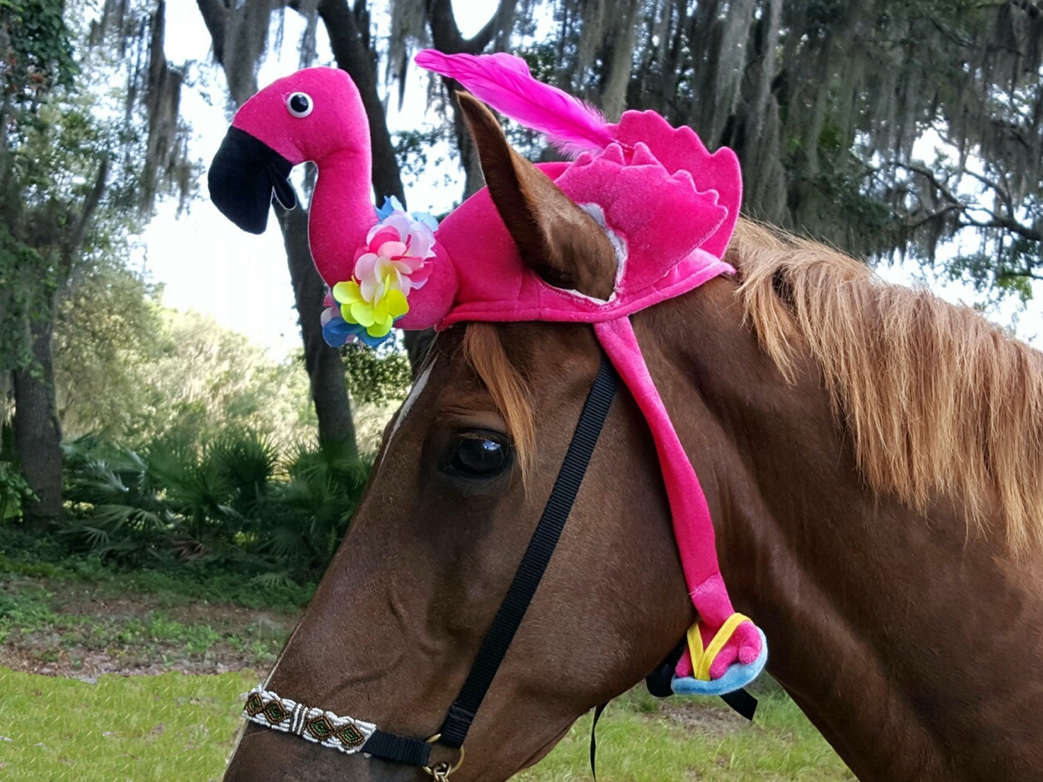 Розовые кони видео. Лошадка розовый. Розовые лошадки настоящие. Лошадь розовый фотосессия. Снимки. Розовые, лошади!.