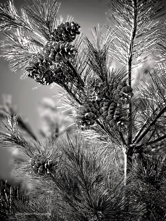 Pine Cone Black and White Michigan Photography High Contrast