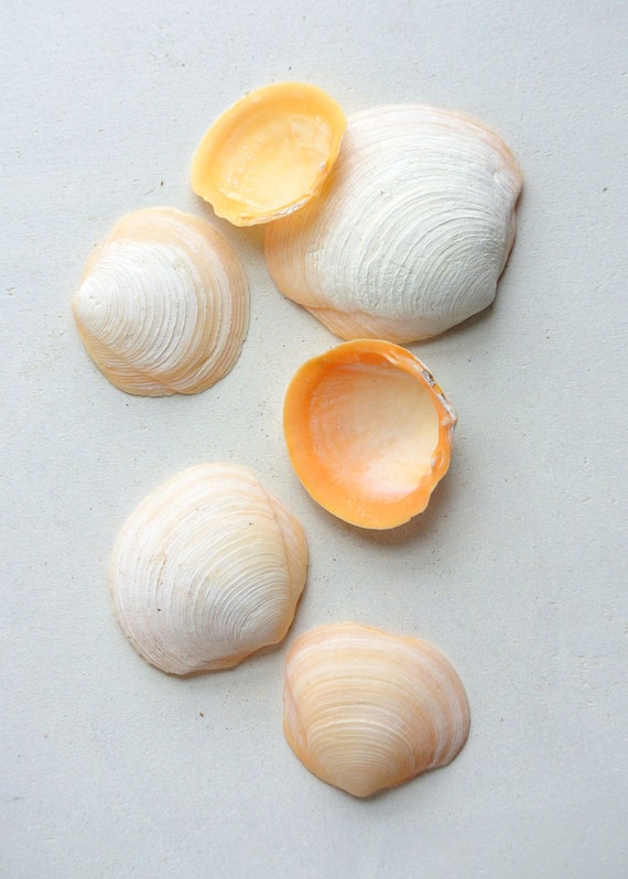 6 Large Buttercup Clam Shells Seashells Craft By Thezensucculent