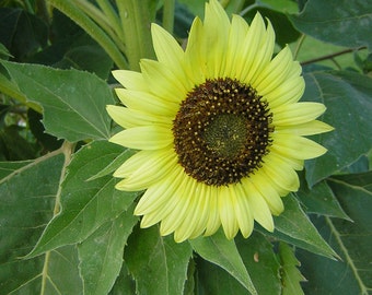 Rare sunflower seeds | Etsy