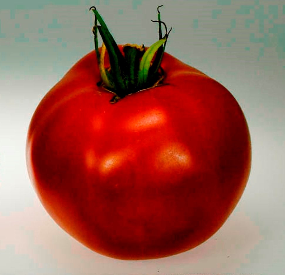 20 Organic Big Boy Tomato Seeds 4 to 5 inch tomatoes are the