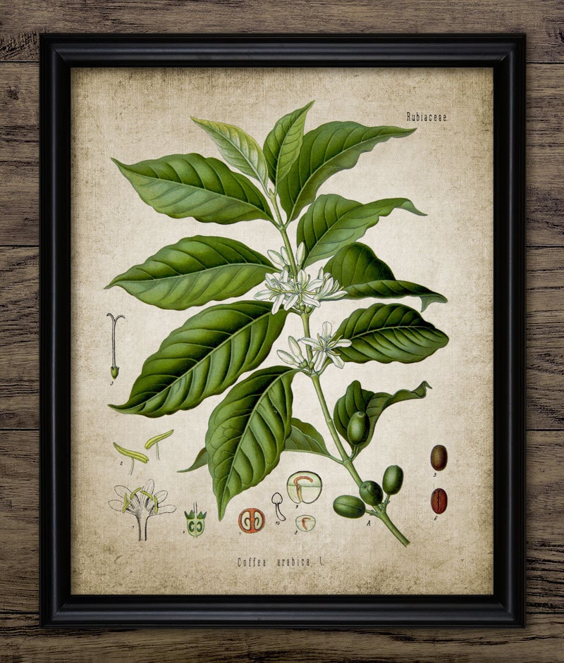 Vintage Coffee Plant Print Coffee Plant Illustration