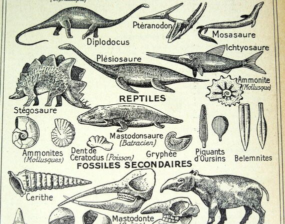 Print Dinosaurs Fossils Reptiles Original Dictionary French