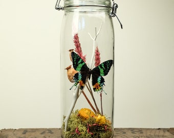 Glass Jar Terrarium Kit with Sunset Moth