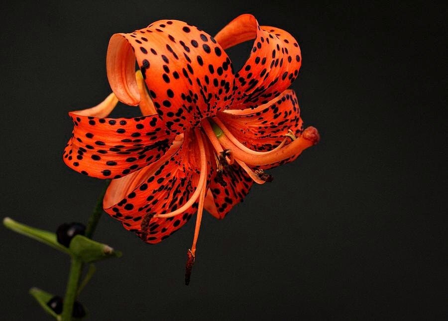 Tiger Lily Seeds Bulbils Tiger Lily Seeds