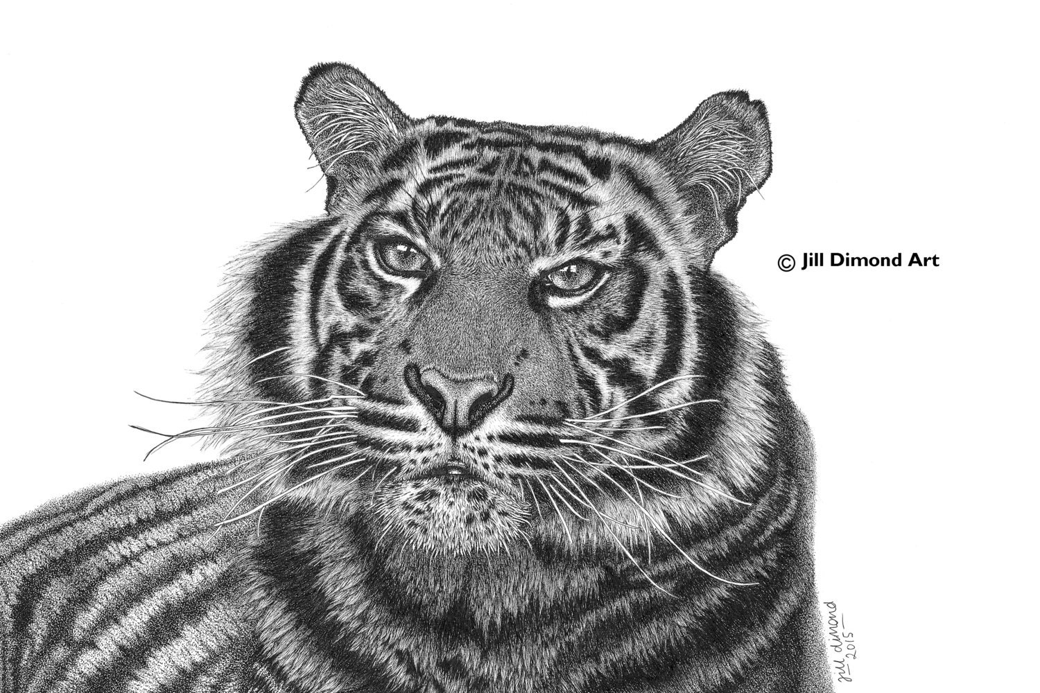  Tiger Canvas Fine Art Print Pen Ink Drawing Detailed and