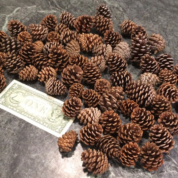 small pine cones 50 by theoldgreygoose on etsy small pine cones 50 by theoldgreygoose on etsy