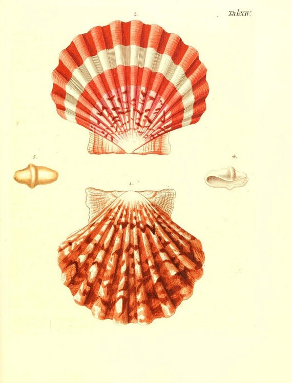 vintage seashell prints four different printable digital