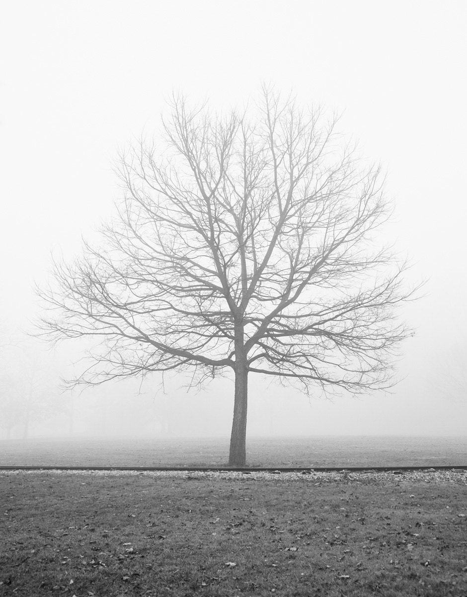 Autumn Tree Photo Print Black and White Print Autumn