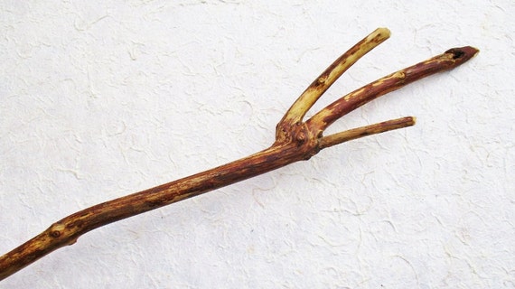 Elder Stang Staff Forked Elder Wood Stick by botanicallampshades