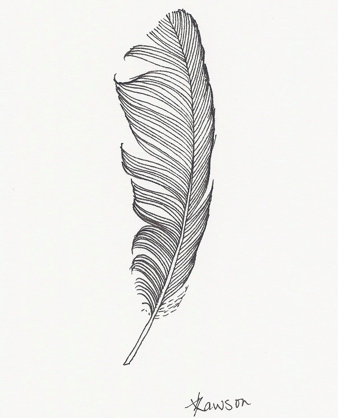 Original ink drawing Black Feather