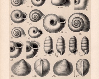 1909 Collection of Snail Shells Print, Gastropod Molluscs, Shells Illustration Chart, Antique Print, Vintage Lithograph Natural History