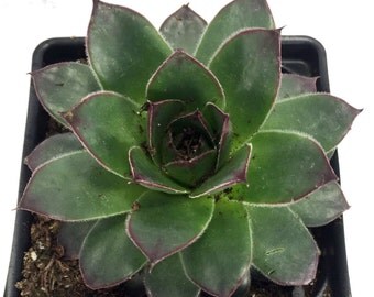 Tectorum Hens & Chicks - Sempervivum - Very Hardy - 4" Pot
