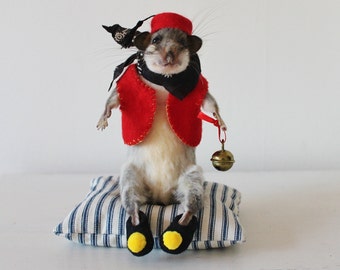 Anthropomorphic Taxidermy Glis Glis