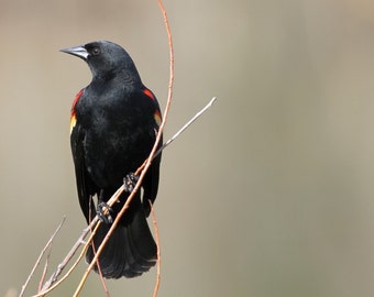 Red winged blackbird, bird, songbird, photo, print, photography, wall art, home decor, nature photography, free shipping