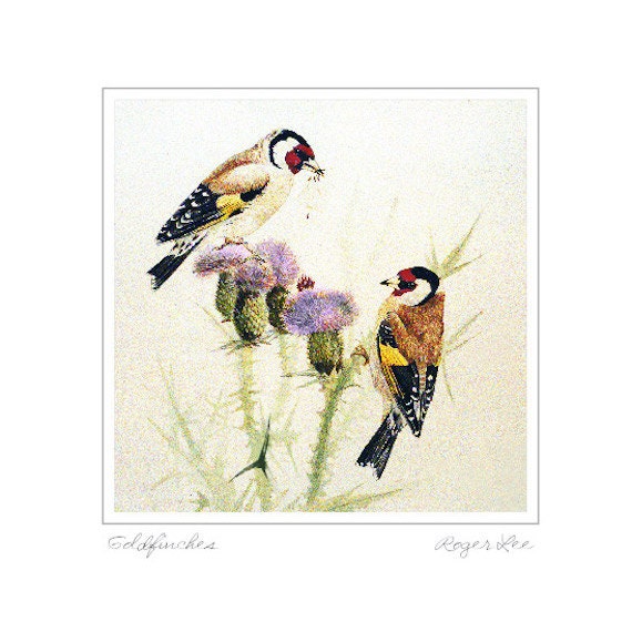 bird greetings card of goldfinches on a thistle bird bird greetings card of goldfinches on a thistle bird
