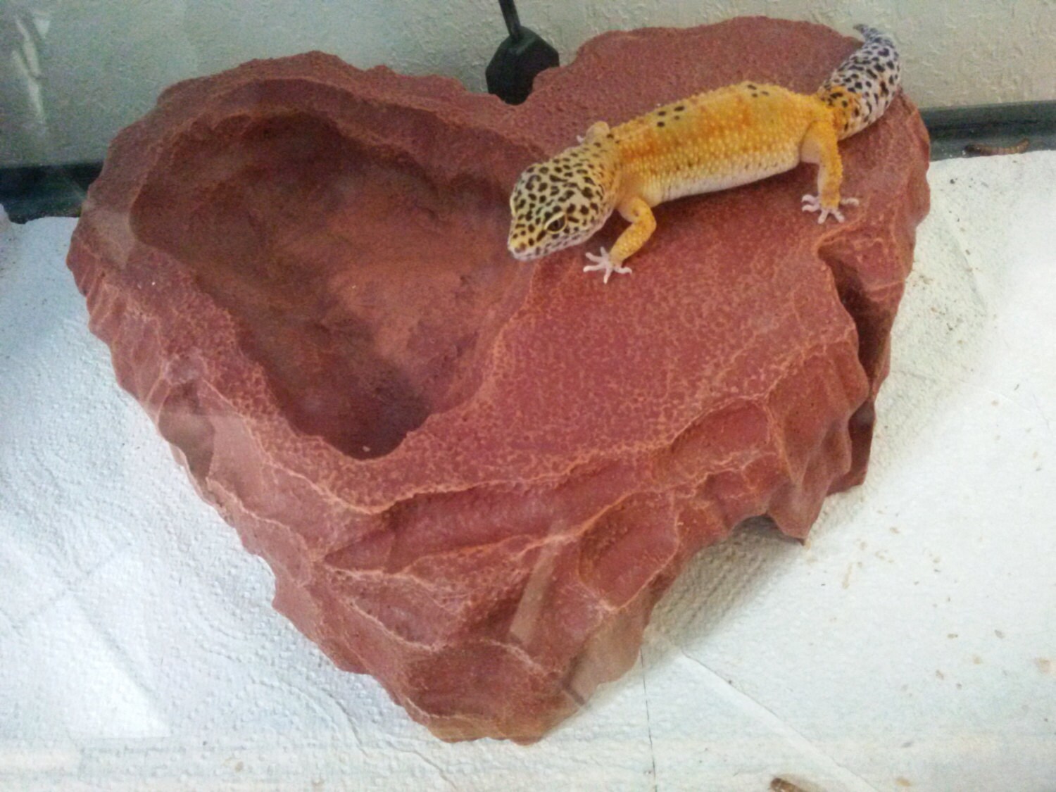 large reptile hide heart food bowl large basking platform