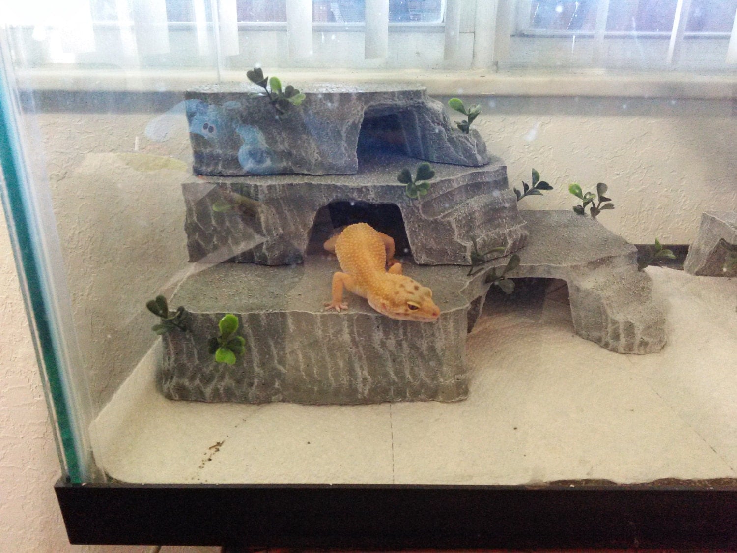 makeshift gecko hides