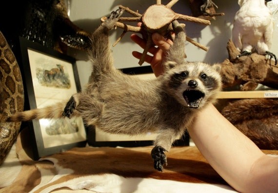 stuffed raccoon taxidermy