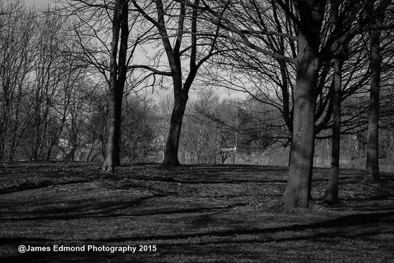 Nature Photography, Around the Park, Park Photography, Wall Art, City Park, Nature prints, Nature Wall Art, 7x5, 10x8, small prints, Glasgow