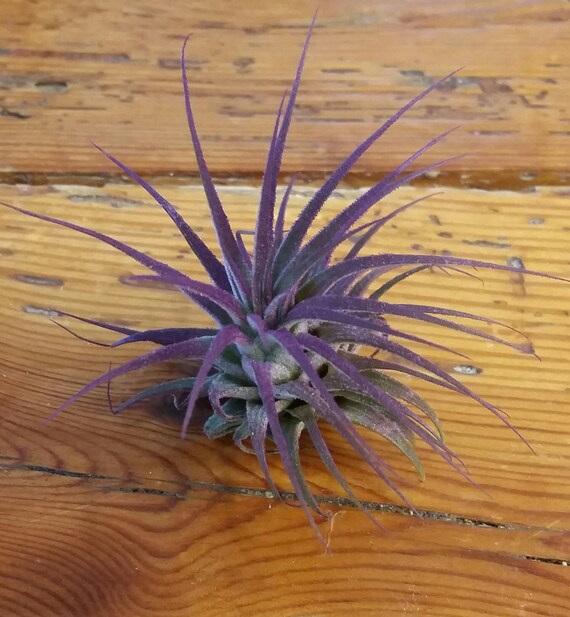 Tillandsia Ionantha / Air Plant / Purple by ParadiseAirPlants