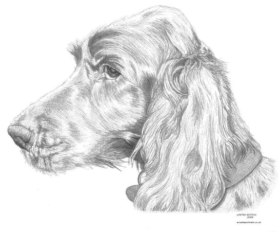 IRISH RED setter dog Limited Edition art drawing print signed