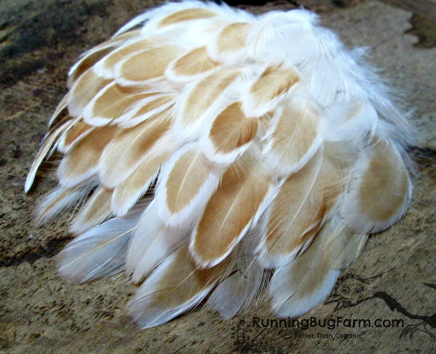 Real Feathers Buff Laced Polish Hen Feathers Natural Feathers