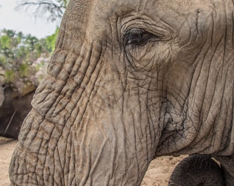 Wrinkly elephant | Etsy