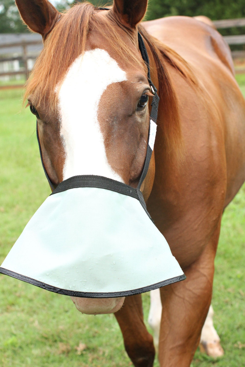 Halter Free nose shade for horses with white muzzles 90 UV