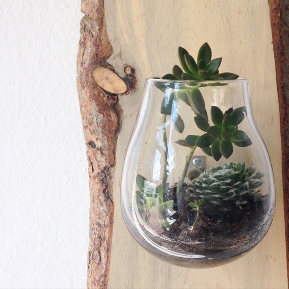 Wall Terrarium SALE Hanging Terrarium Succulent by MantraGlassArt