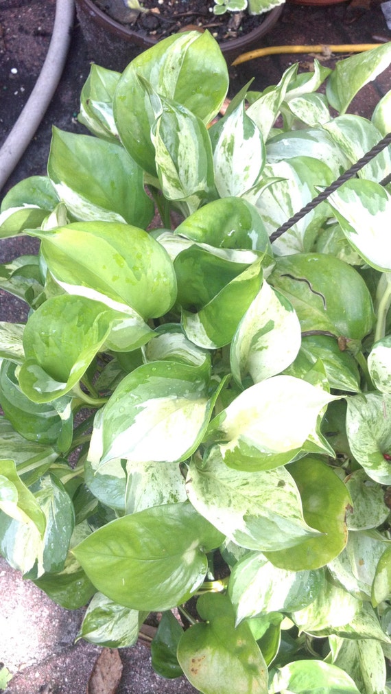 Manjula Speckled Philodendron / Pothos / Devil's Ivy live