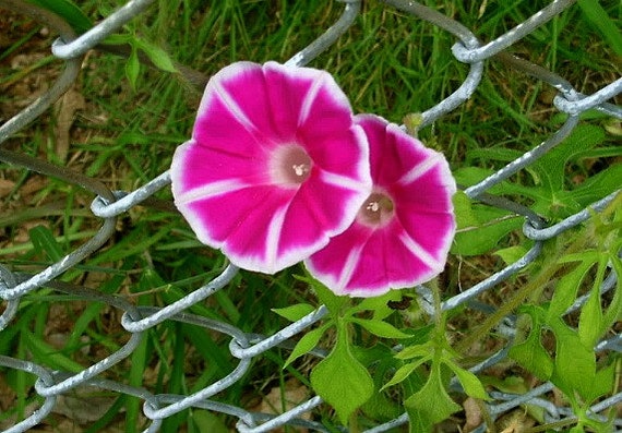 Cameo Elegance Japanese Morning Glory 15 seeds by SmartSeeds